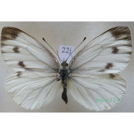Pieris napi (Linnaeus, 1758) female Bielinek bytomkowiec Czech22j